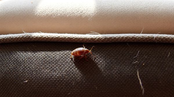Signes d'infestation : comment identifier les punaises de lit